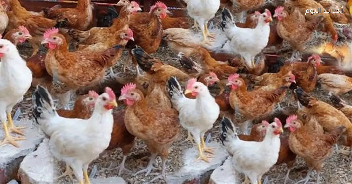 أسعار الفراخ البلدي والبانيه في الأسواق المصرية اليوم 11 يناير 2026