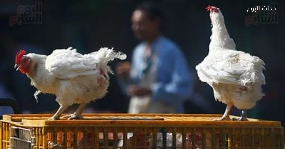 أسعار الفراخ اليوم الاثنين 12 يناير 2026 تصل إلى 130 جنيها