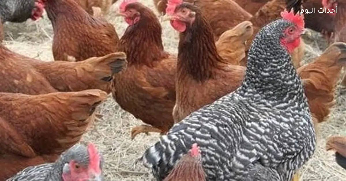 أسعار الفراخ والبيض في الأسواق والمزارع اليوم الإثنين 12 يناير 2026