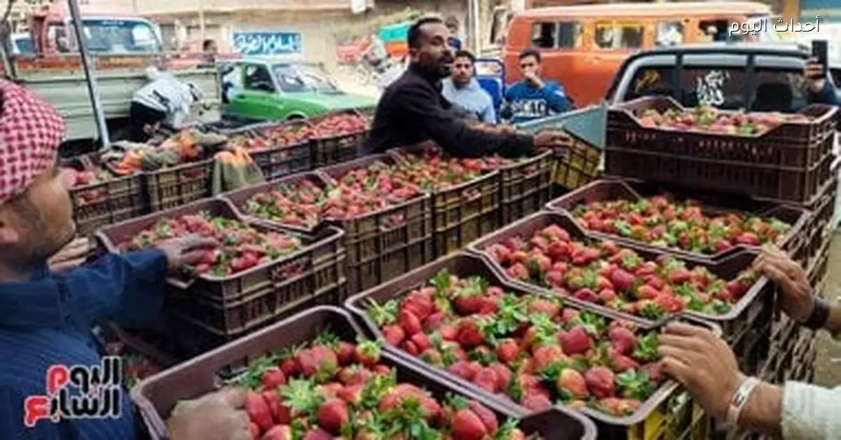أسعار الفراولة والفواكه في أسواق القليوبية اليوم 4 يناير