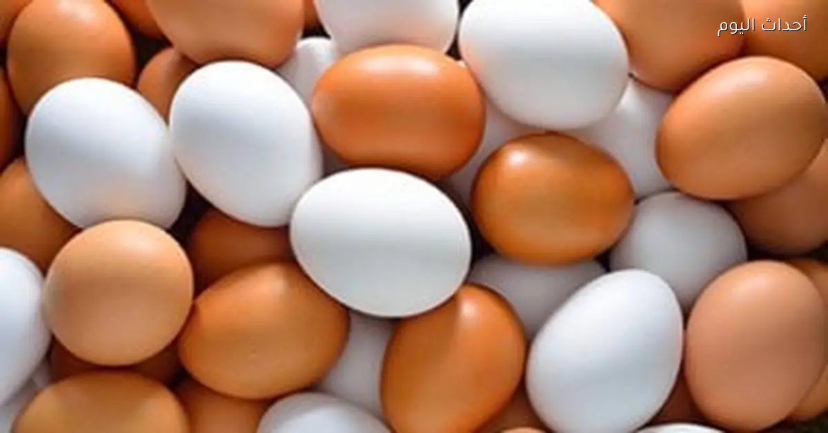 أسعار كرتونة البيض تصل إلى 125 جنيه في كفر الشيخ
