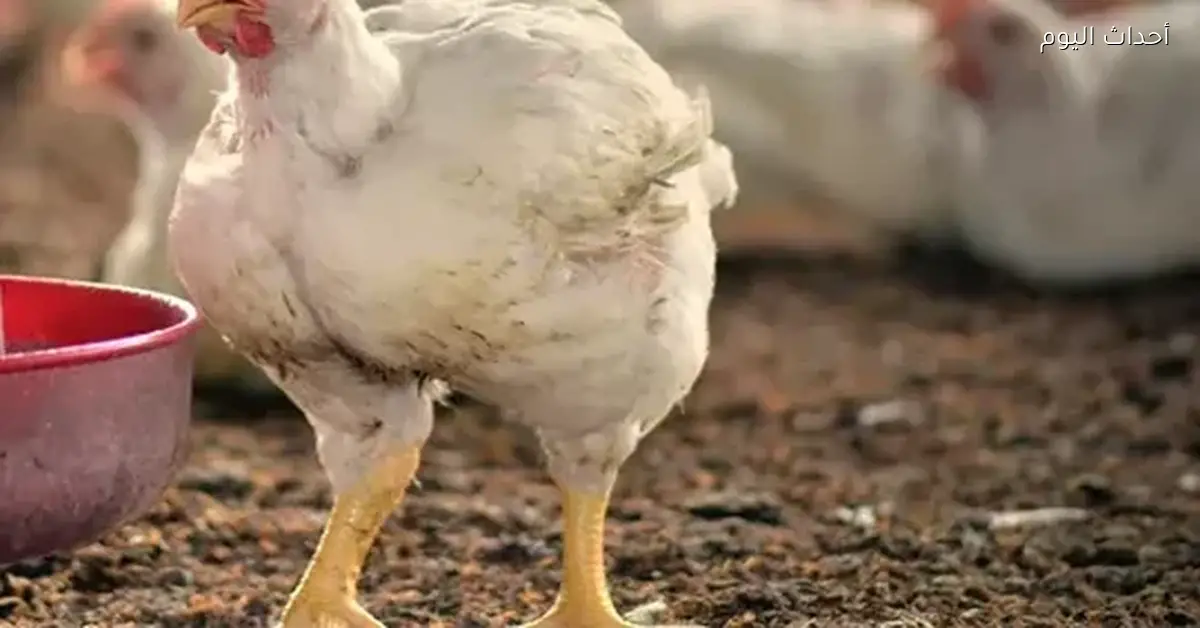 أسعار كيلو الفراخ البيضاء اليوم الخميس 1 يناير 2026