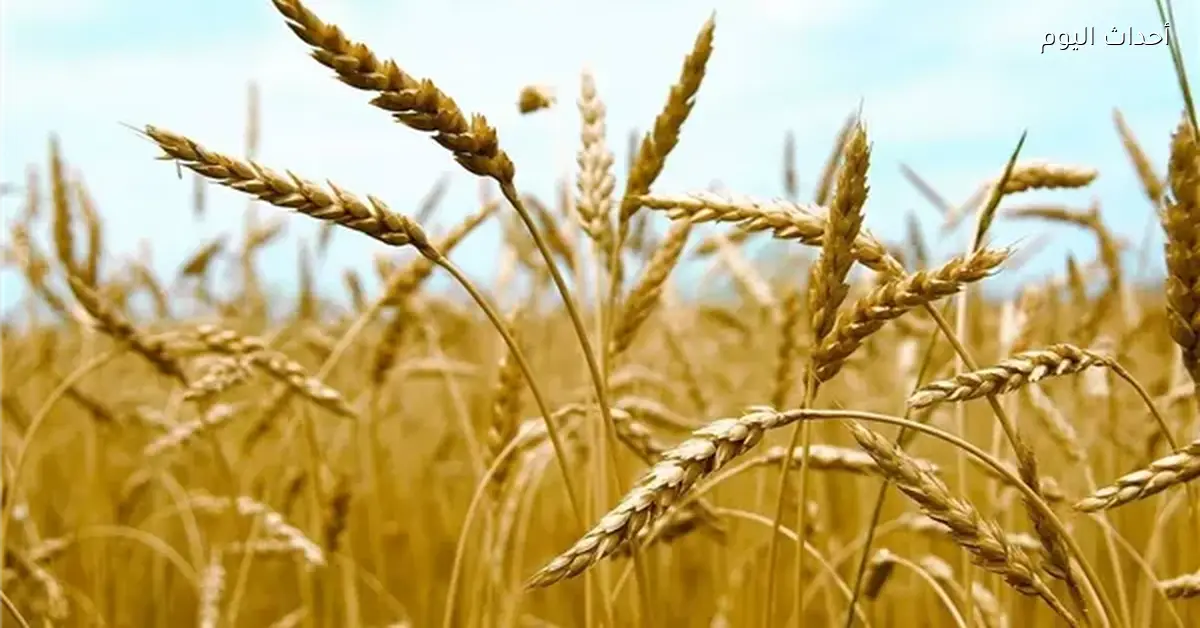 إنتاج القمح يتجاوز 10 ملايين طن هذا العام وفق نقيب الفلاحين