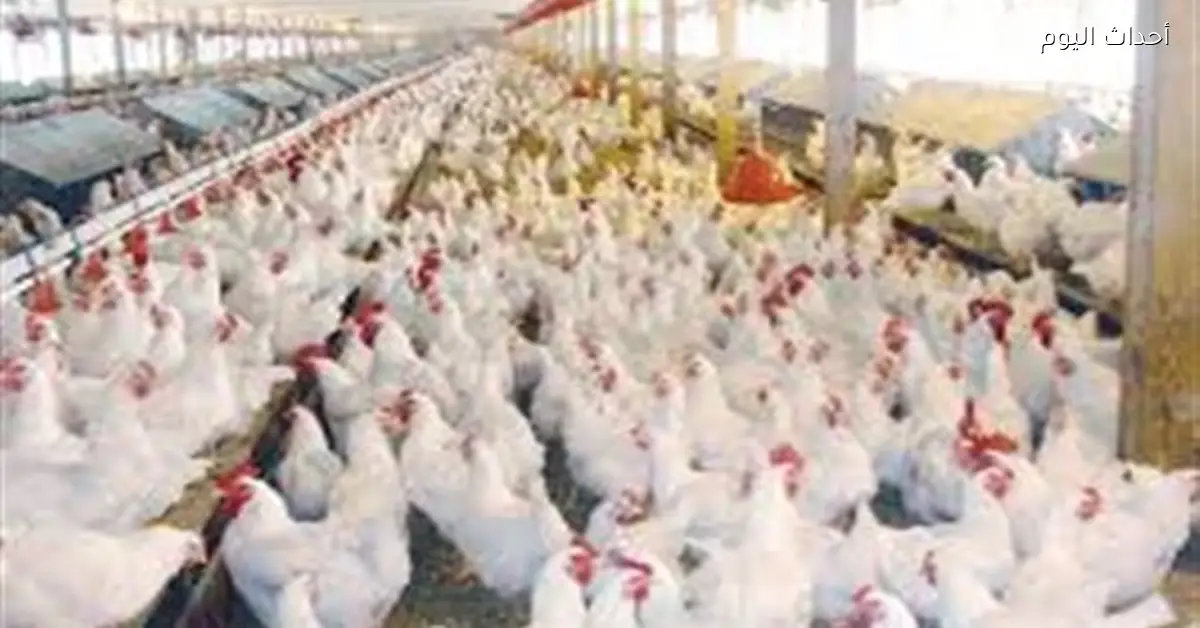 ارتفاع أسعار الدواجن الطازجة محليًا بشكل ملحوظ