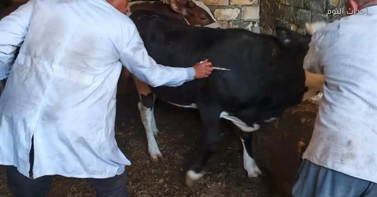 استمرار حملة تحصين الحيوانات وتحسين وحدة الألبان بالسويس