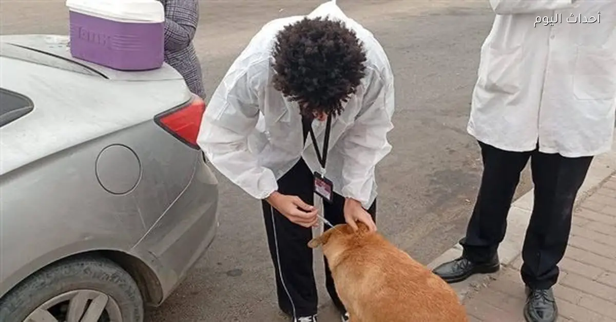 الحكومة تطلق خطة لمواجهة أزمة الكلاب الضالة