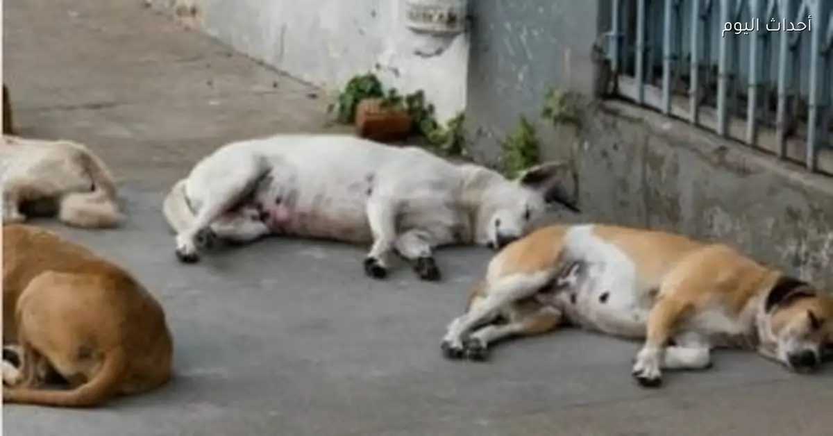 الطب البيطرى يطبق التخلص الرحيم من الكلاب وفق معايير دولية وبأضيق الحدود