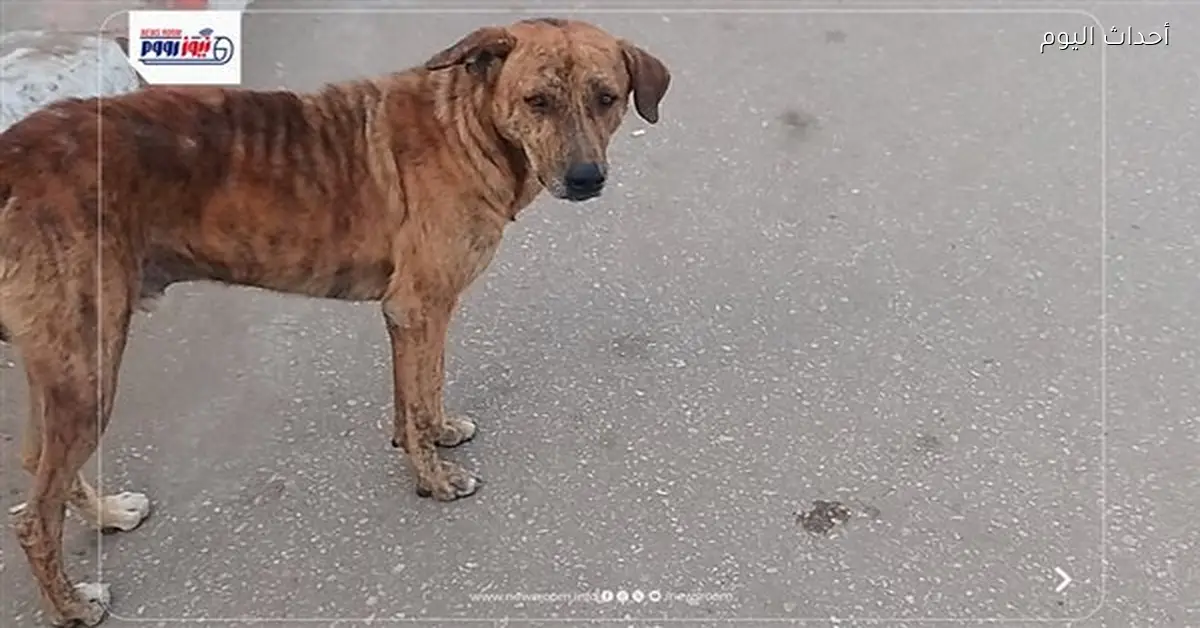 تحصين 10 كلاب ضد مرض السعار في قنا