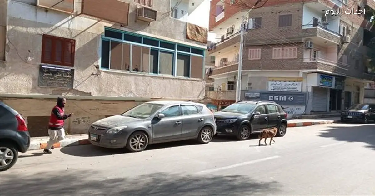 تحصين 15 كلبًا ضالًا في قنا للحد من السعار