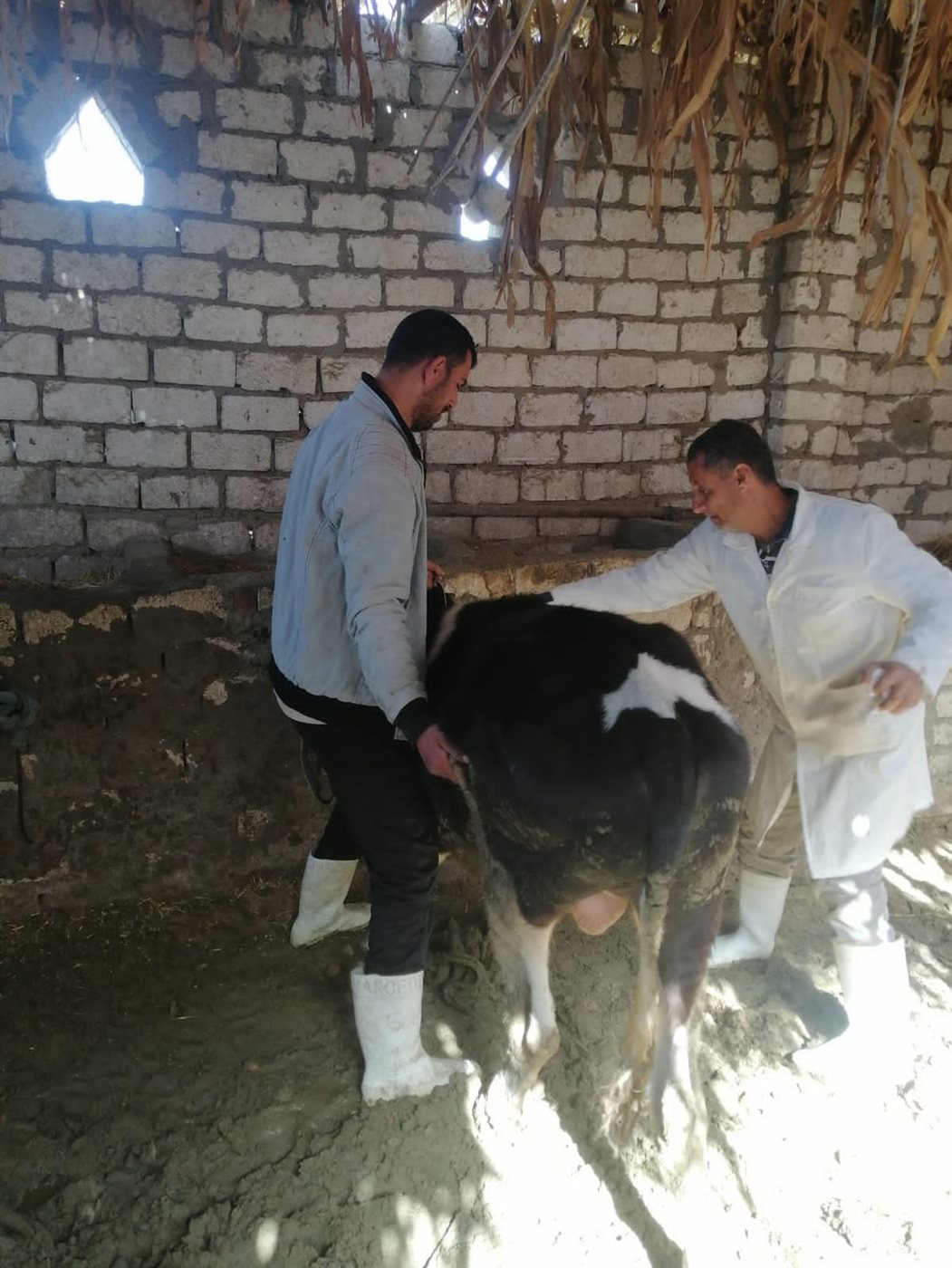 جانب من التحصين