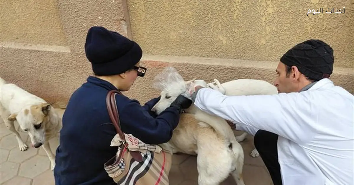 تحصين 24 كلبًا في بني سويف لمكافحة السعار