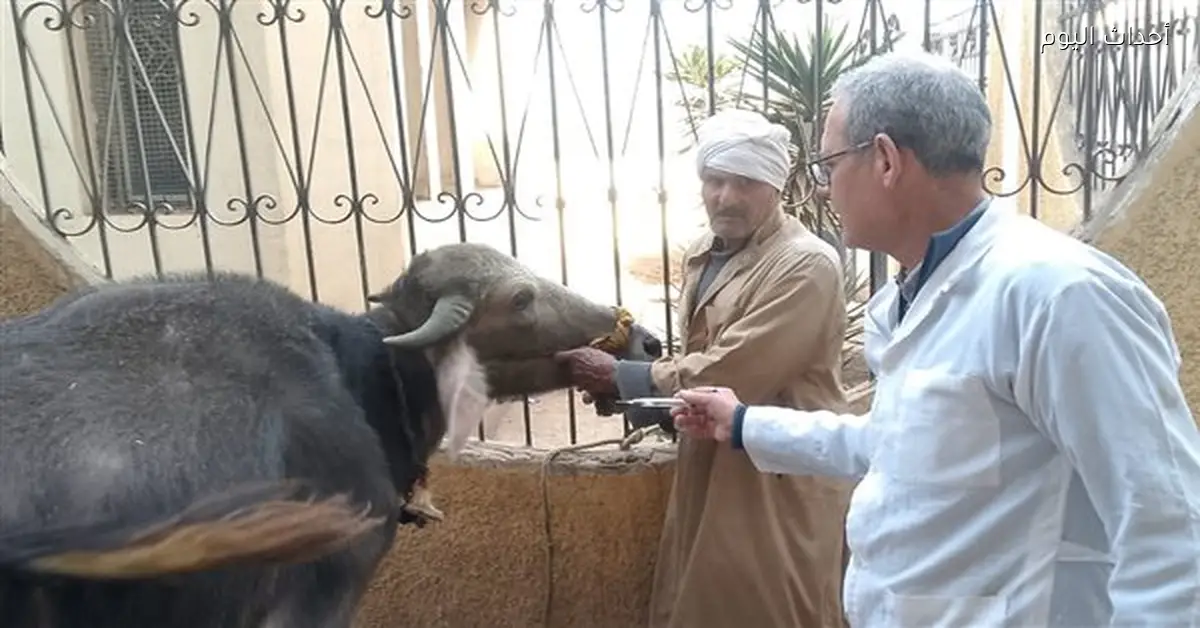 تحصين 50 ألف رأس ماشية في الدقهلية ضد الحمى القلاعية