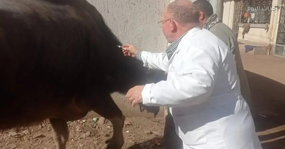 تحصين 500 ألف رأس ماشية ضد الحمى القلاعية