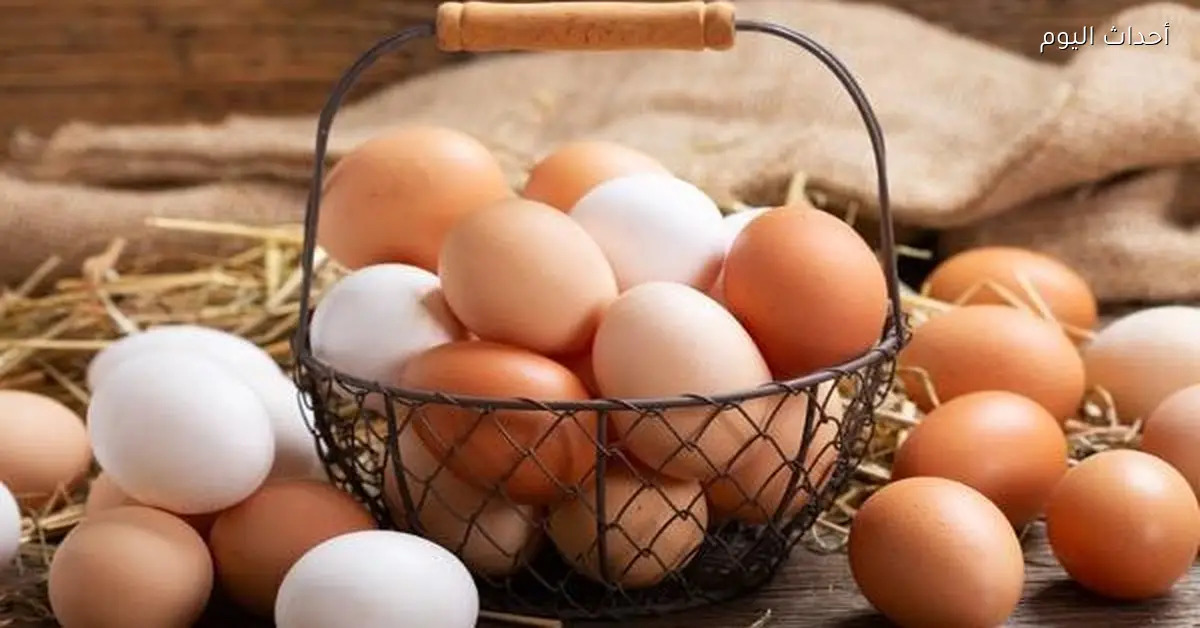 تراجع أسعار البيض في الأسواق اليوم 6 يناير 2026