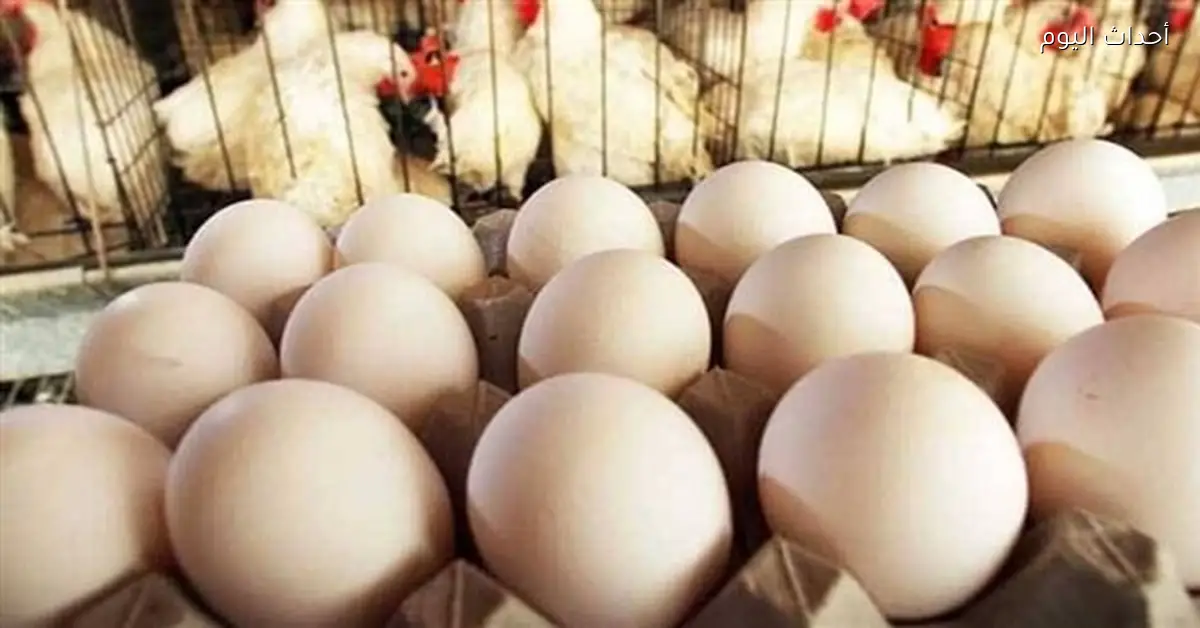 تراجع أسعار البيض يوميًا مع قفزة أسبوعية في 2026
