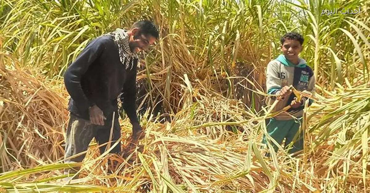 حملة صيانة لإنارة الطريق الزراعي قنا – نجع حمادي