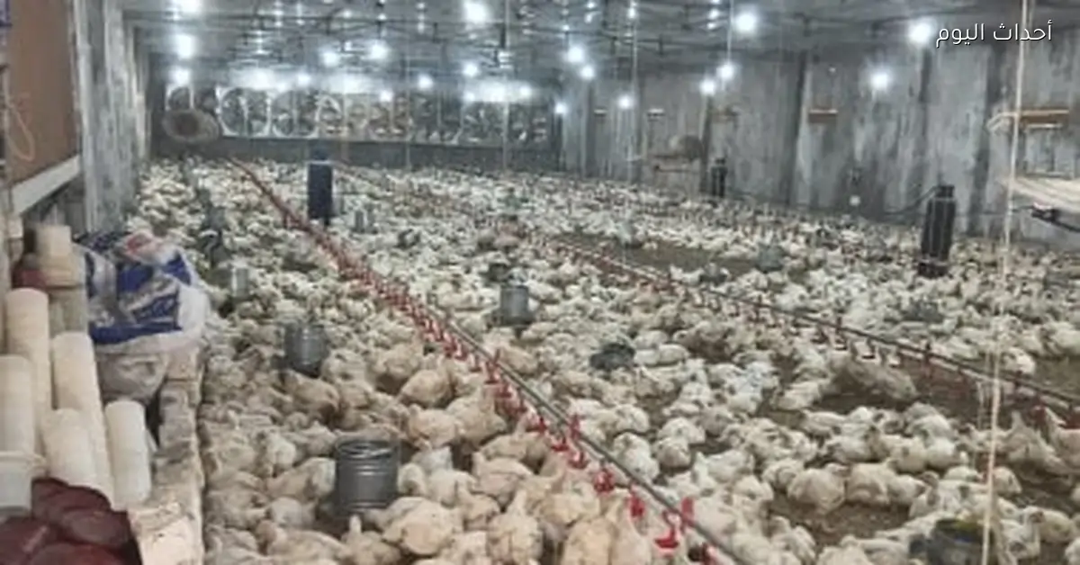سعر الفراخ البيضاء يصل إلى 79 جنيها للكيلو في المنوفية