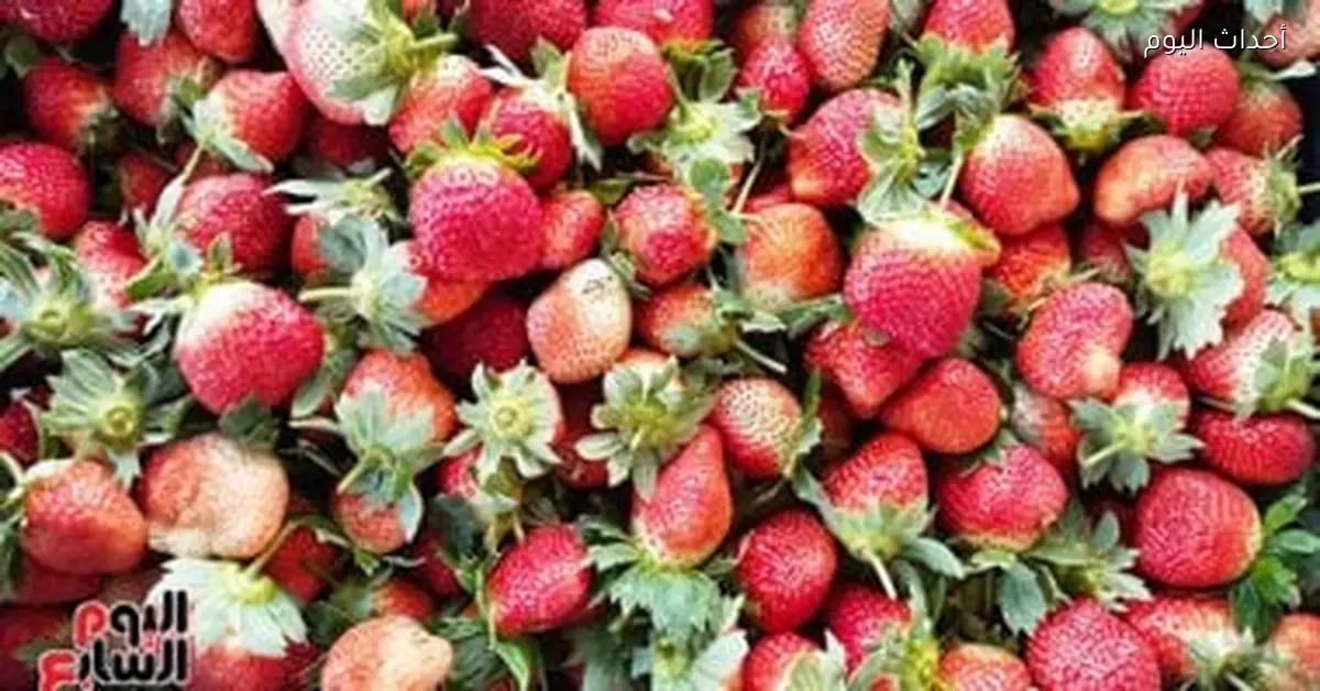 صادرات الفراولة تتجاوز 62 ألف طن بنهاية 2025