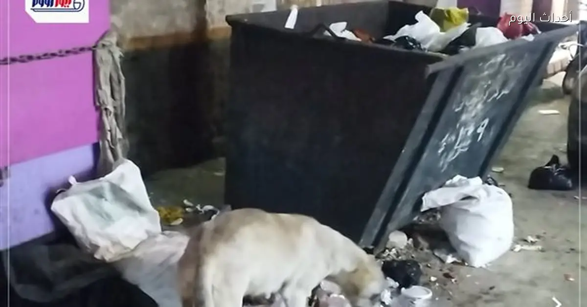 كلاب ضالة تثير الذعر في شوارع قنا
