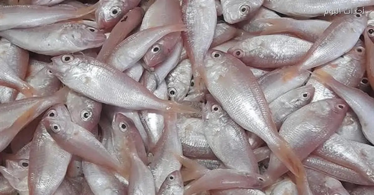 مبادرة السمك تخفض الأسعار لأهالي السويس