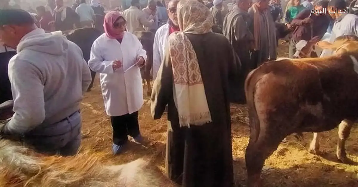 متابعة تحصين الحيوانات في سوق الماشية بالسويس