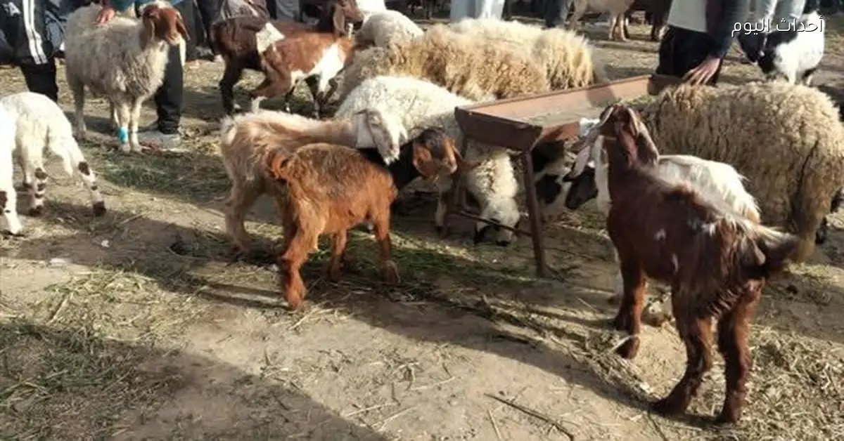 متابعة سوق قرية جنيفة وتحصين الحيوانات في السويس