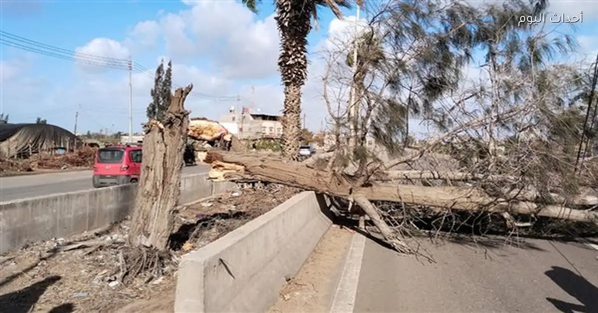 محافظ الدقهلية يتابع إزالة شجرة على طريق بلقاس جمصة