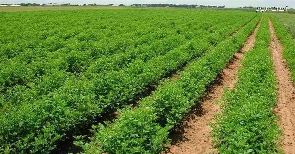 مقترح لتوفير مستلزمات الإنتاج لدعم المزارعين والاستدامة