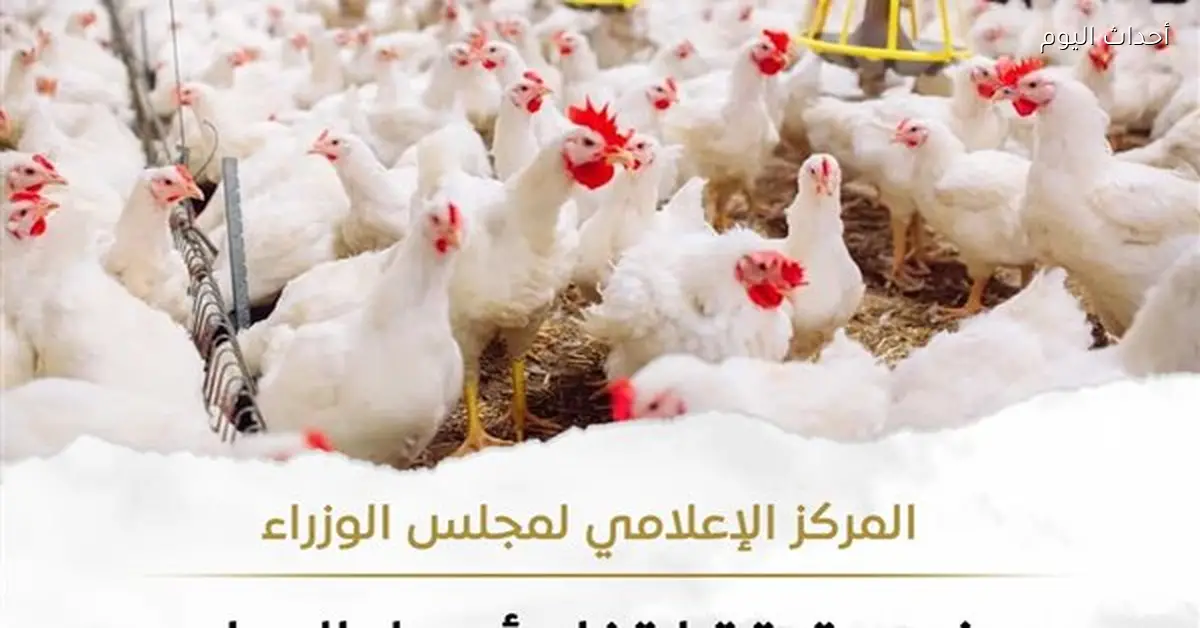 نقص مخزون الدواجن يؤدي لارتفاع الأسعار حسب تصريحات الوزراء