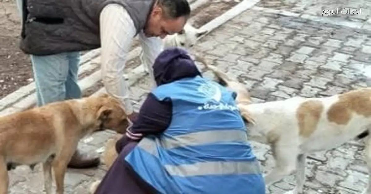 وزارة الزراعة تطلق حساب للتبرعات لتمويل خطة التعامل مع الكلاب الضالة