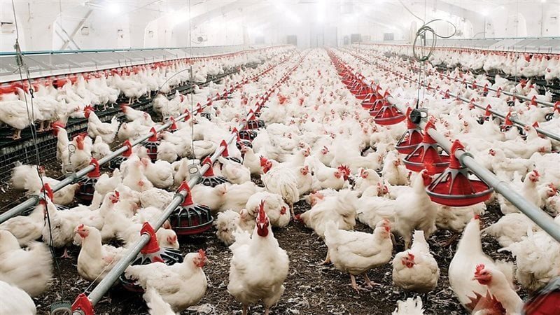 سعر كيلو الفراخ البيضاء اليوم