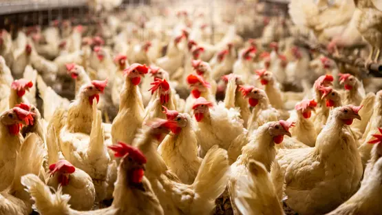 قبل رمضان بأيام| كيلو الفراخ بـ91 جنيها.. ومفاجأة بشأن سعر ...