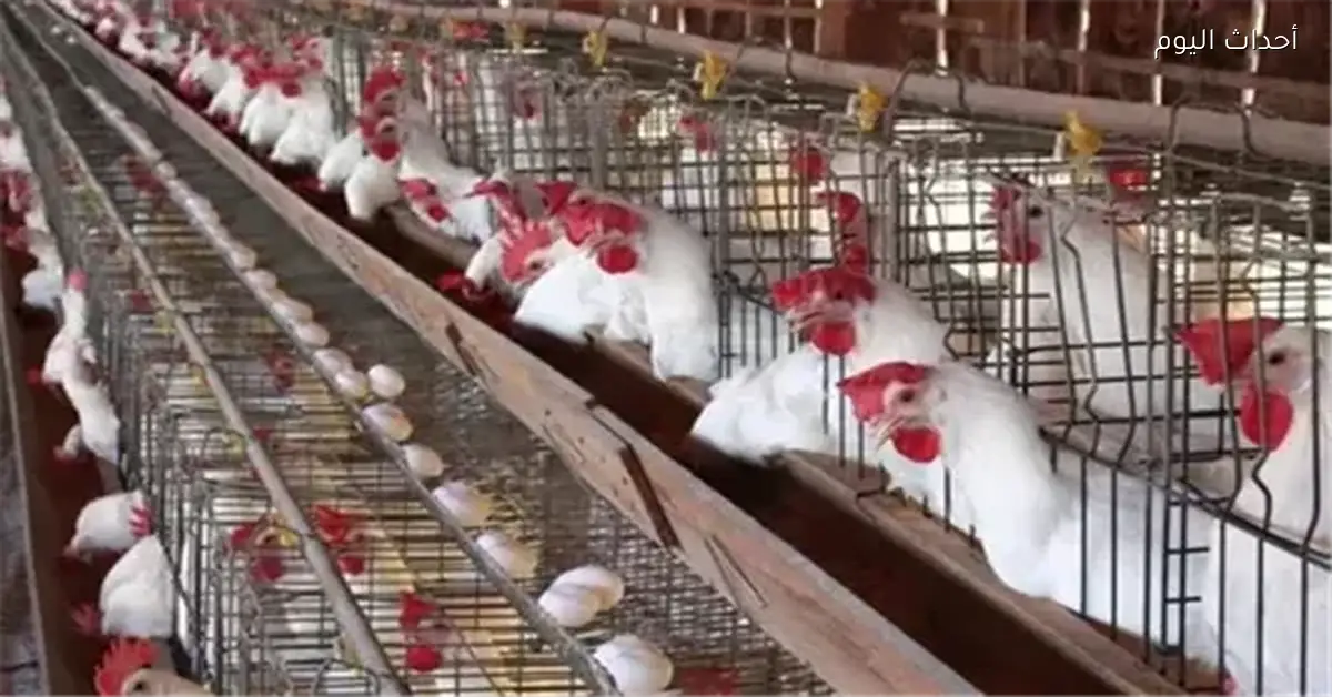 أسعار الدواجن ترتفع قليلاً اليوم والبلدي في المقدمة