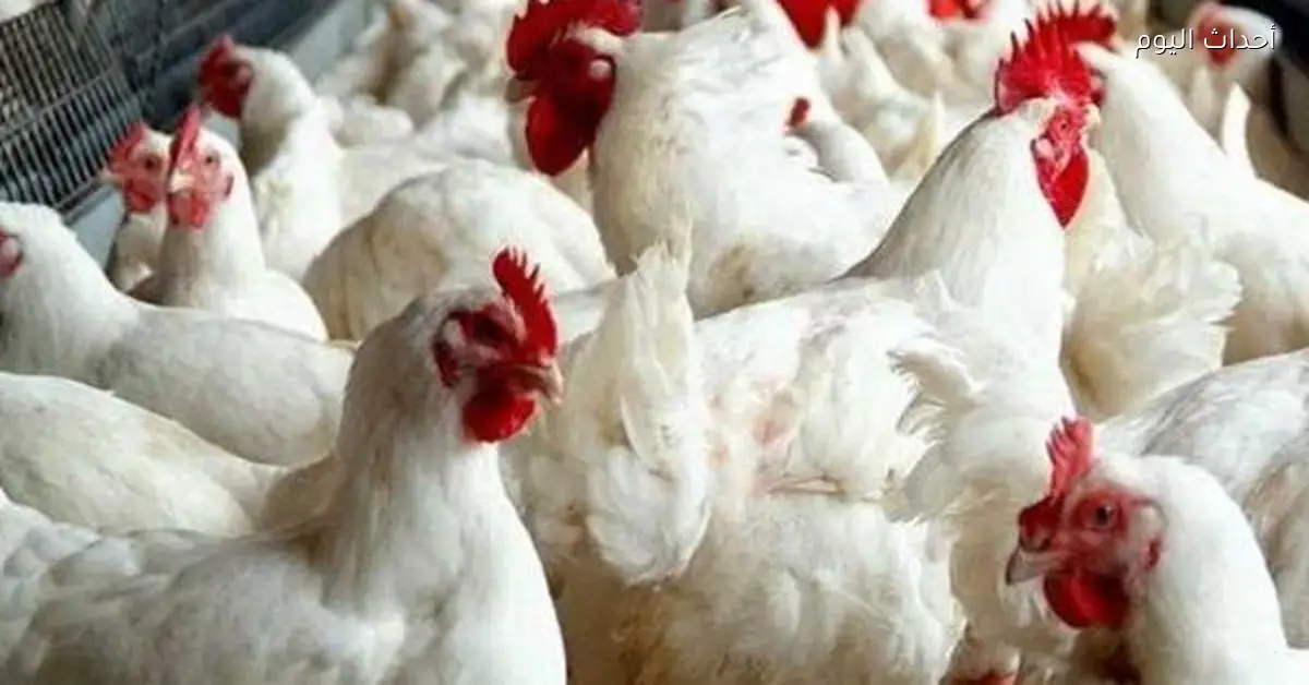أسعار الدواجن في مصر اليوم 27 فبراير 2026 كيلو بـ112 جنيه