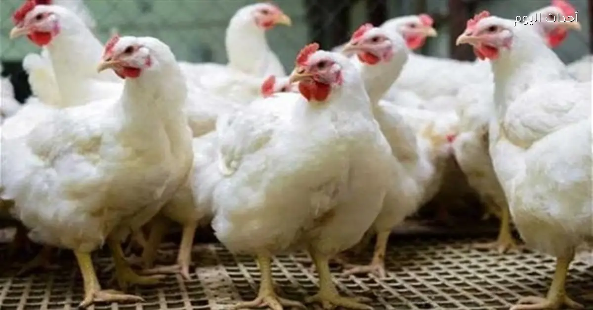 أسعار الدواجن والبيض اليوم السبت 28 فبراير 2026