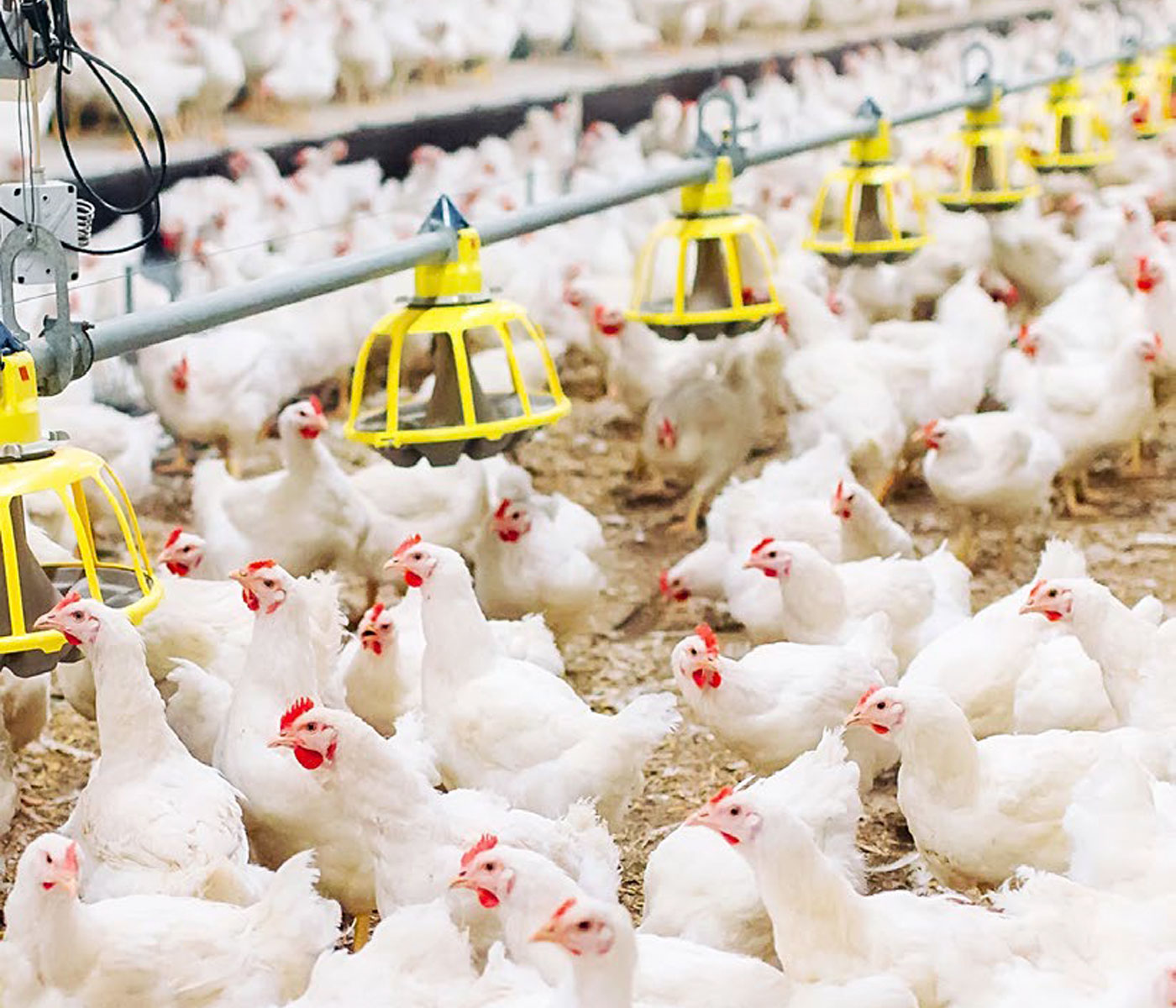 الفوائد العملية لمعيار جودة اللحم في أمهات دجاج التسمين