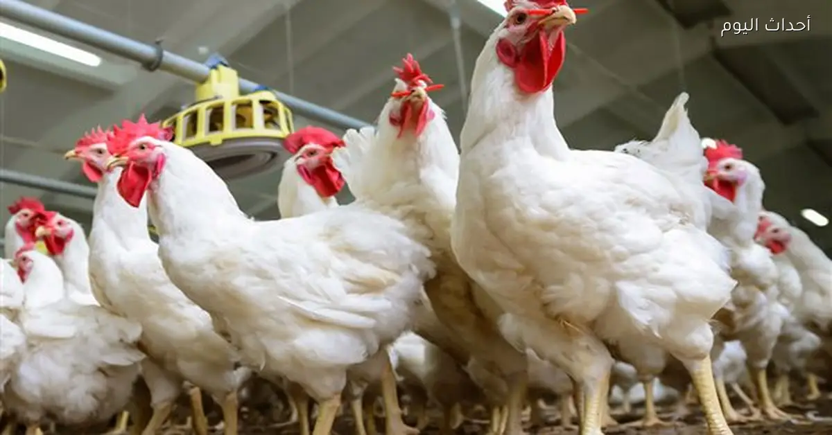 الحكومة مطالبة بالسيطرة على صناعة الدواجن لضمان استقرار الأسعار