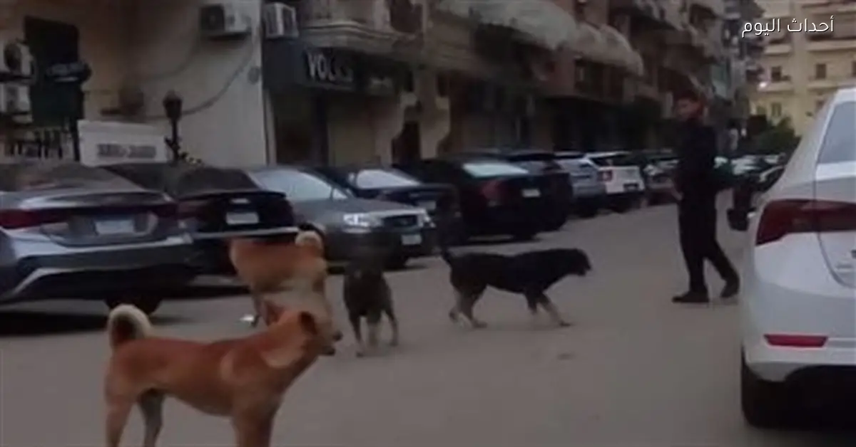 تحصين 19 كلبا في حملة بيطرية بقرية دندرة