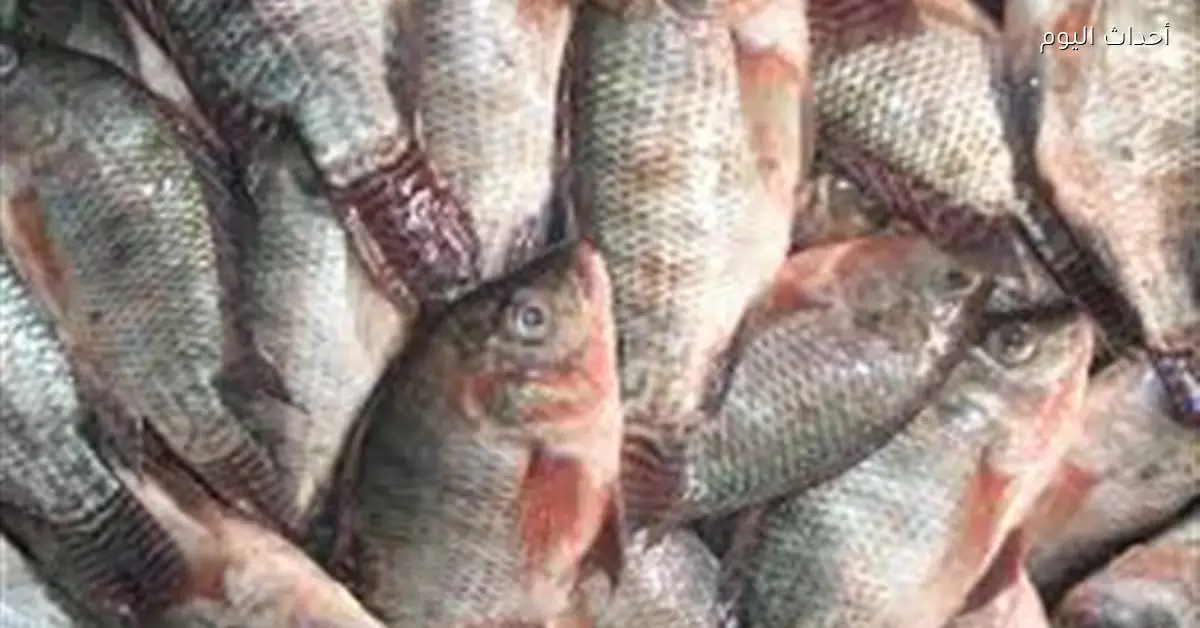 تراجع أسعار الأسماك قبل رمضان وارتفاع طفيف في المجمدات