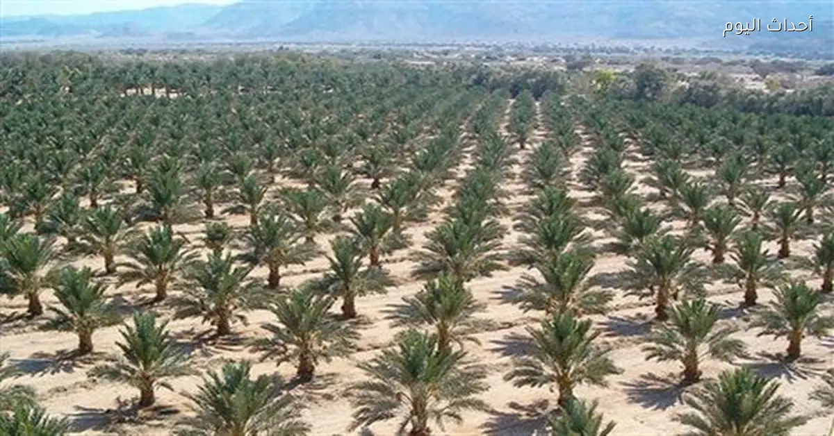 زراعة النخيل الحديثة تحمي الأصناف المهددة وتزيد الإنتاجية
