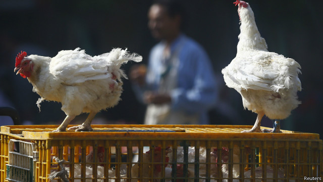 أسعار كيلو الفراخ البيضاء اليوم