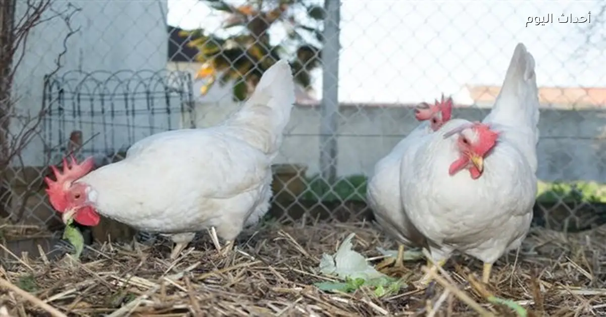سعر كيلو الفراخ البيضاء في مصر بداية رمضان 2026