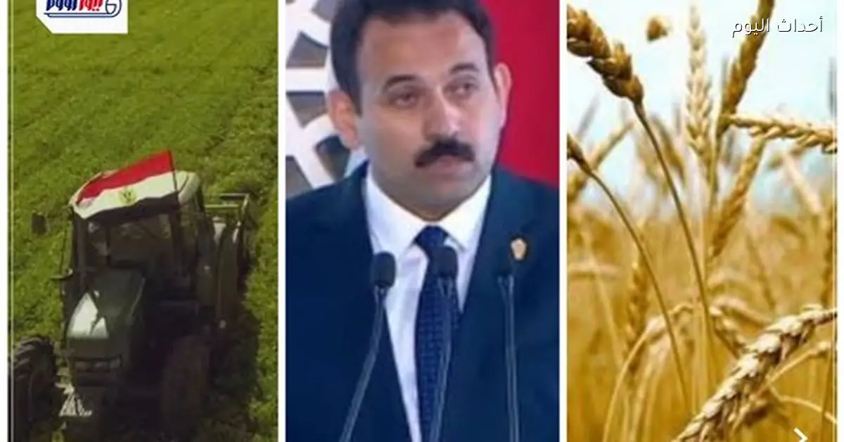 سلة الغذاء تستعيد مكانتها وسط صراع سماسرة القمح