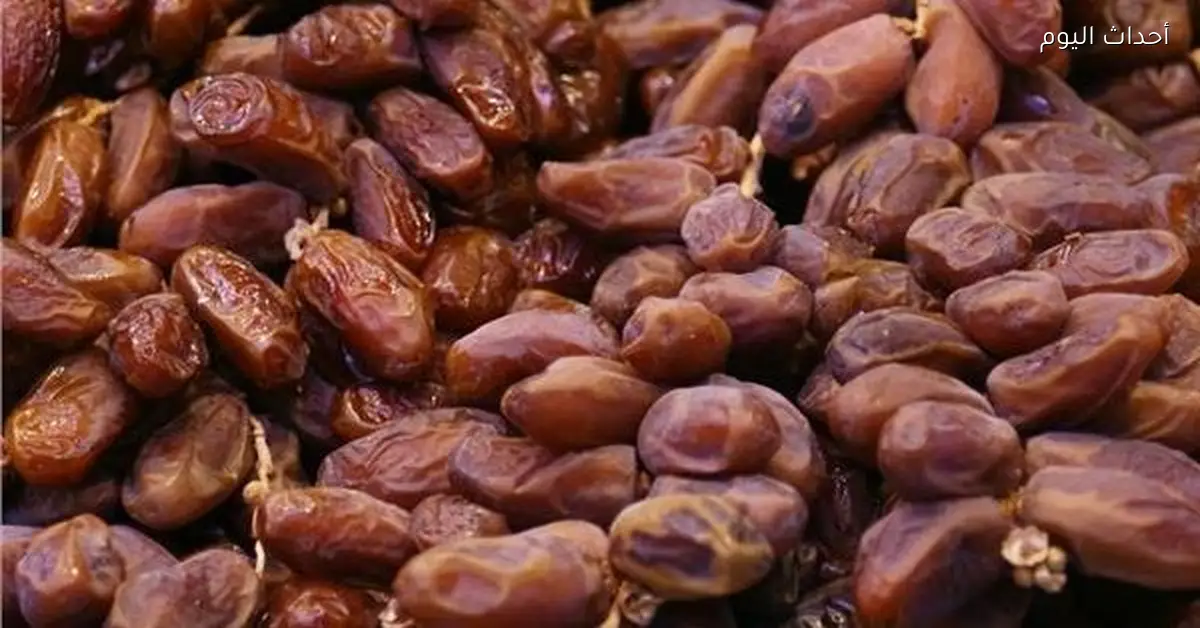 عراق يخطط لإنتاج شتلات نخيل مقاومة للجفاف