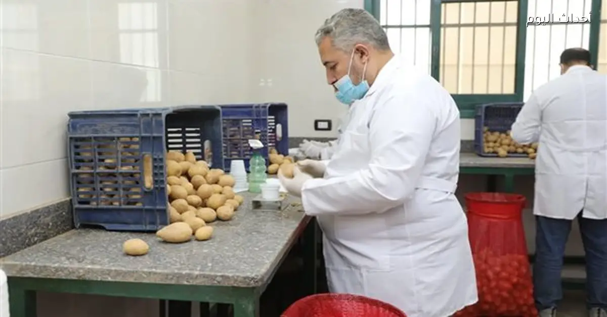 فحص 290 ألف طن بطاطس للتصدير في فبراير