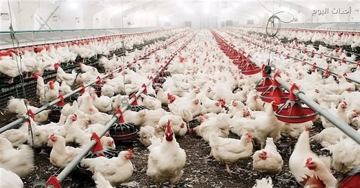 سعر كيلو الفراخ البيضاء اليوم 9 مارس 2026