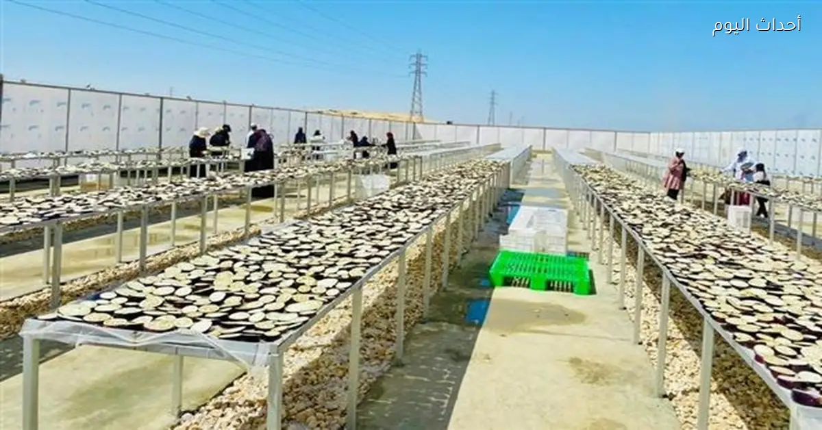 أفرولاند تكشف فرص الاستثمار في الباذنجان عبر التصنيع الزراعي الذكي