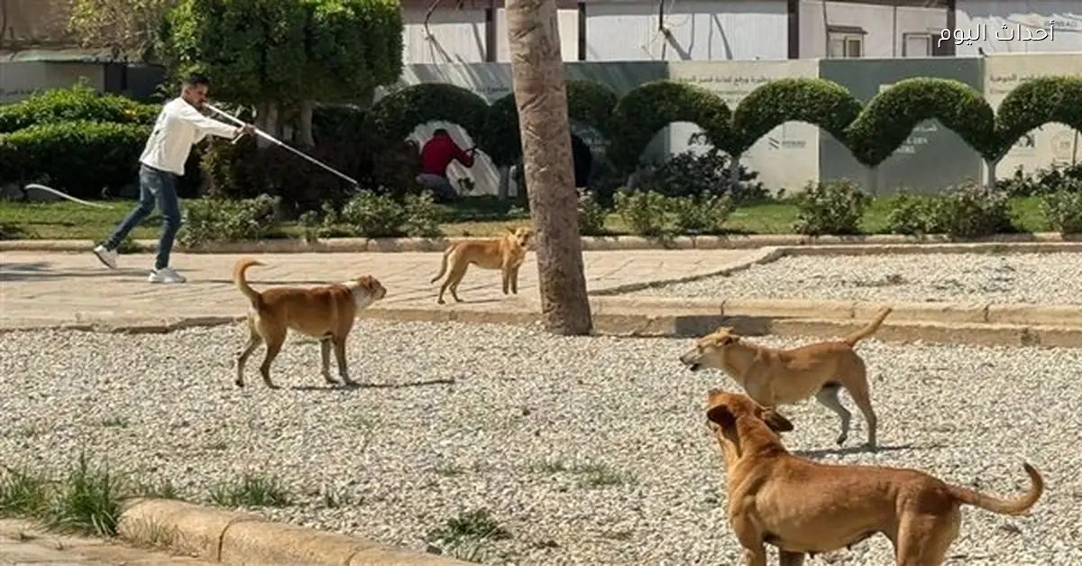 تطعيم الكلاب الضالة في مناطق آثار القاهرة