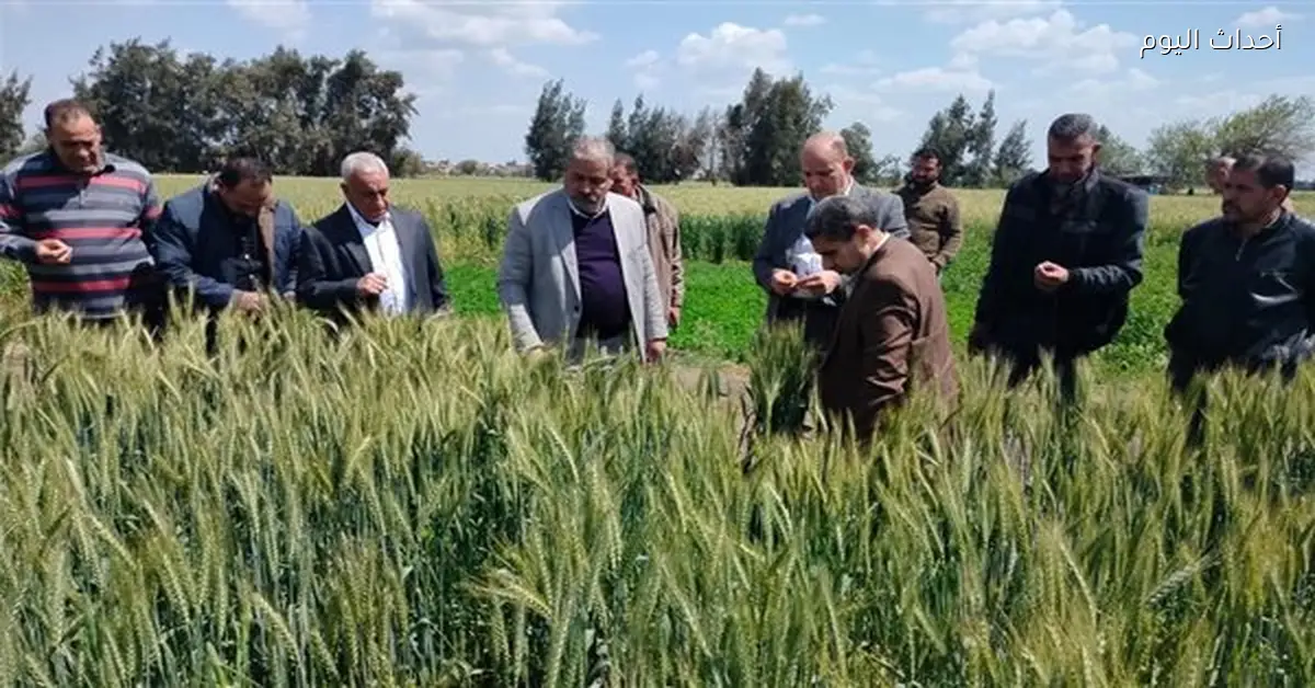 وزارة الزراعة تؤكد جودة محصول القمح هذا العام