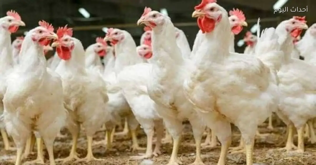 سعر كيلو الفراخ البيضاء اليوم في بورصة الدواجن